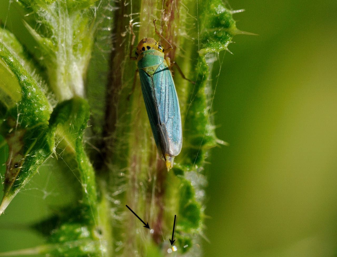 Cicadella viridis ninfa